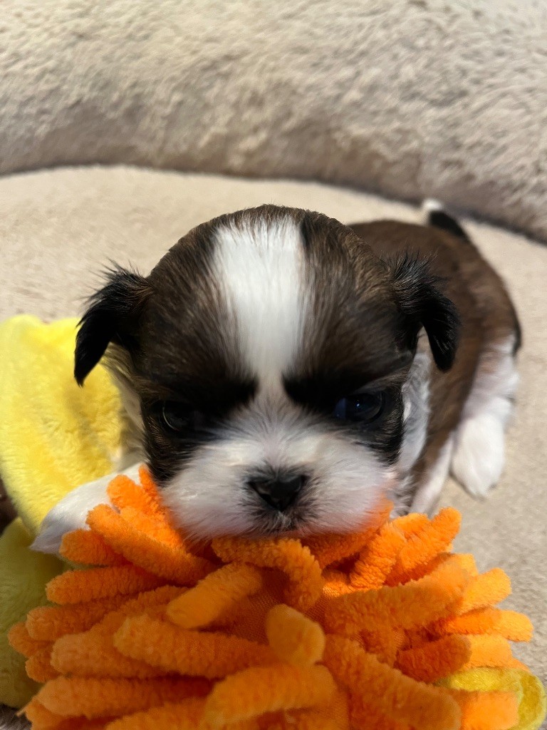 Du Rond Cailloux - Chiot disponible  - Shih Tzu