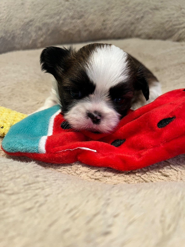 Du Rond Cailloux - Chiot disponible  - Shih Tzu